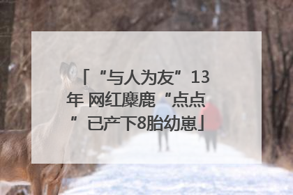 “与人为友”13年 网红麋鹿“点点”已产下8胎幼崽