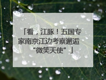 看，江豚！五国专家南京江边考察邂逅“微笑天使”