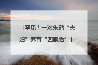 罕见！一对朱鹮“夫妇”养育“四胞胎”