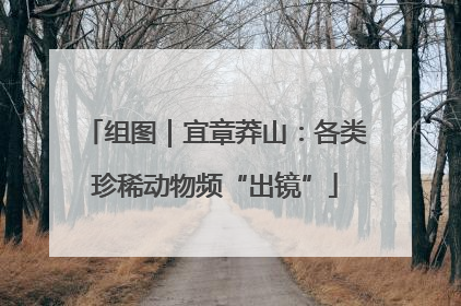 组图｜宜章莽山：各类珍稀动物频“出镜”