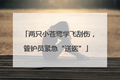两只小苍鹭学飞刮伤，管护员紧急“送医”