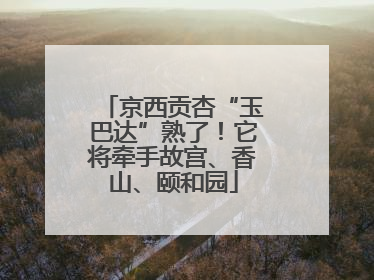 京西贡杏“玉巴达”熟了！它将牵手故宫、香山、颐和园