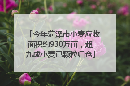 今年菏泽市小麦应收面积约930万亩，超九成小麦已颗粒归仓