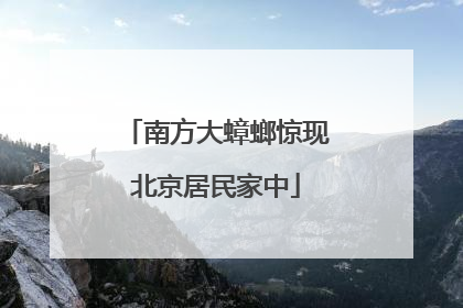 南方大蟑螂惊现北京居民家中