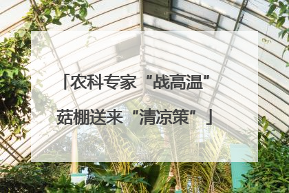 农科专家“战高温” 菇棚送来“清凉策”
