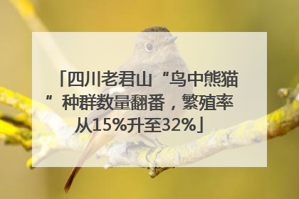 四川老君山“鸟中熊猫”种群数量翻番，繁殖率从15%升至32%