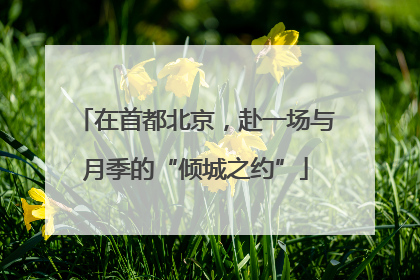 在首都北京，赴一场与月季的“倾城之约”