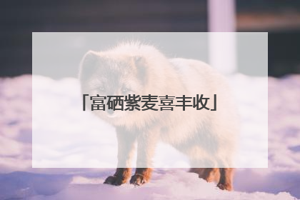 富硒紫麦喜丰收
