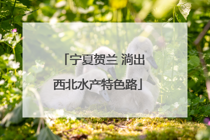 宁夏贺兰 淌出西北水产特色路