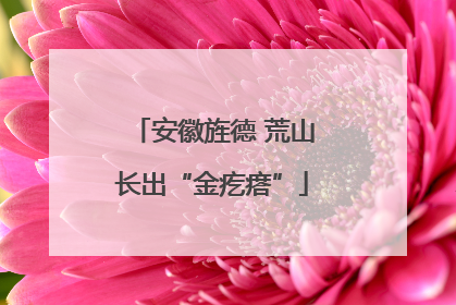 安徽旌德 荒山长出“金疙瘩”