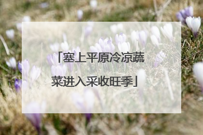 塞上平原冷凉蔬菜进入采收旺季