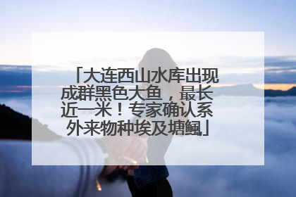 大连西山水库出现成群黑色大鱼，最长近一米！专家确认系外来物种埃及塘鲺
