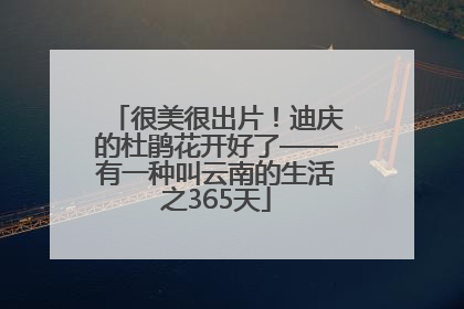 很美很出片！迪庆的杜鹃花开好了——有一种叫云南的生活之365天