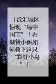 徐汇城区惊现“鸟中国宝”！看城管小哥如何救下这只“彩虹小鸟”