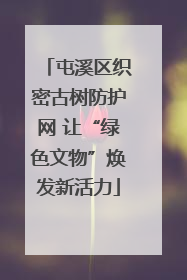 屯溪区织密古树防护网 让“绿色文物”焕发新活力