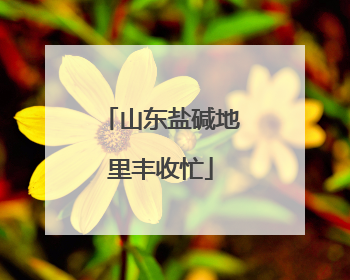 山东盐碱地里丰收忙