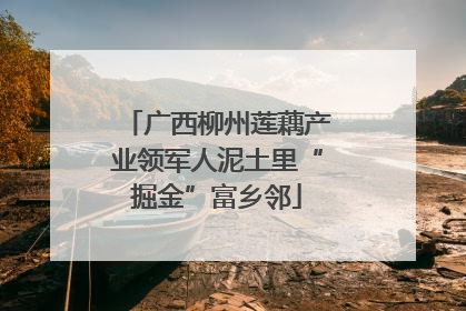 广西柳州莲藕产业领军人泥土里“掘金”富乡邻