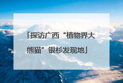 探访广西“植物界大熊猫”银杉发现地