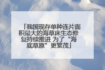 我国现存单种连片面积最大的海草床生态修复持续推进 为了“海底草原”更繁茂