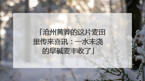 沧州黄骅的这片麦田里传来喜讯：一水未浇的旱碱麦丰收了