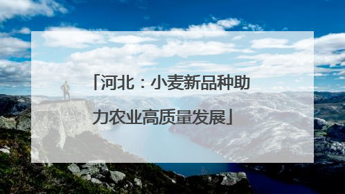 河北：小麦新品种助力农业高质量发展