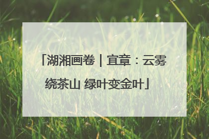 湖湘画卷｜宜章：云雾绕茶山 绿叶变金叶