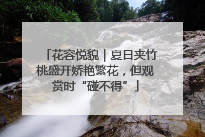 花容悦貌｜夏日夹竹桃盛开娇艳繁花，但观赏时“碰不得”