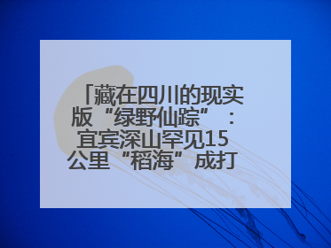 藏在四川的现实版“绿野仙踪”：宜宾深山罕见15公里“稻海”成打卡新地标