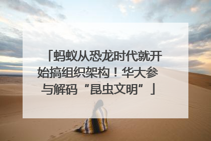 蚂蚁从恐龙时代就开始搞组织架构！华大参与解码“昆虫文明”