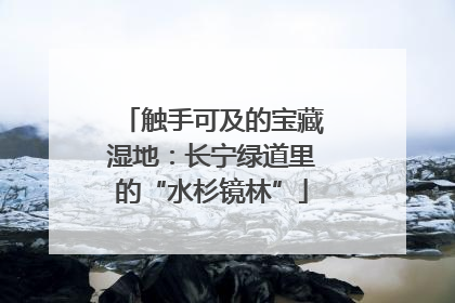 触手可及的宝藏湿地：长宁绿道里的“水杉镜林”