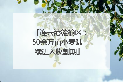 连云港赣榆区：50余万亩小麦陆续进入收割期
