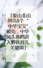 象山韭山列岛5个“中华宝宝”破壳，中华凤头燕鸥进入孵化育儿关键期