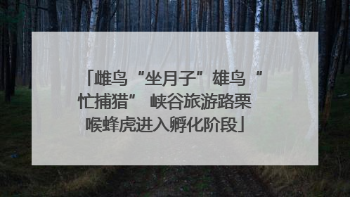 雌鸟“坐月子”雄鸟“忙捕猎” 峡谷旅游路栗喉蜂虎进入孵化阶段