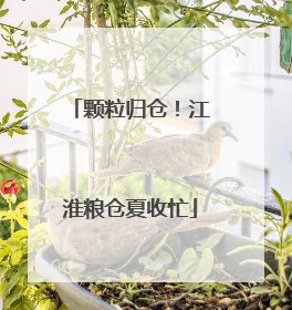 颗粒归仓！江淮粮仓夏收忙
