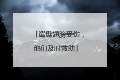鸳鸯翅膀受伤，他们及时救助