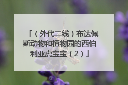 （外代二线）布达佩斯动物和植物园的西伯利亚虎宝宝（2）