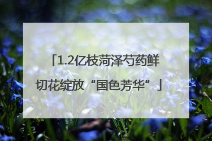 1.2亿枝菏泽芍药鲜切花绽放“国色芳华”