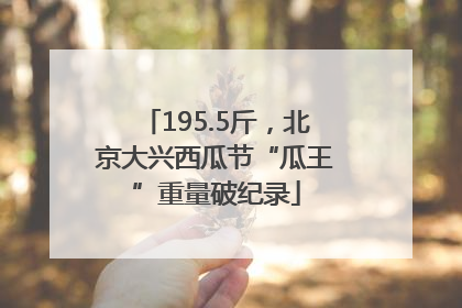 195.5斤，北京大兴西瓜节“瓜王”重量破纪录