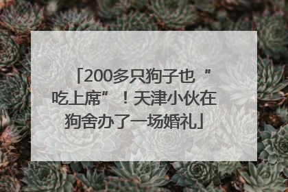 200多只狗子也“吃上席”！天津小伙在狗舍办了一场婚礼