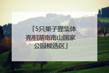 5只果子狸集体亮相湖南南山国家公园候选区