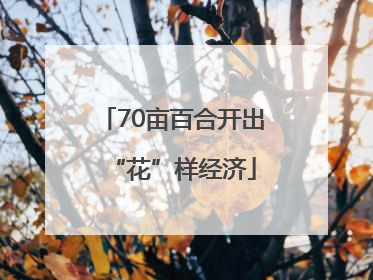 70亩百合开出“花”样经济