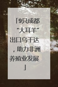 9只成都“大耳羊”出口乌干达，助力非洲养殖业发展
